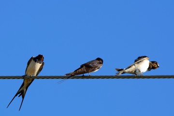 Barn swallows, Zagyvarekas, Hungary