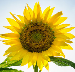 Obraz premium Sunflower