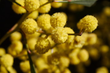 Australian Blossoming Wattle Tree