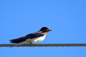 Barn swallow, Zagyvarekas, Hungary