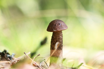 brown cap boletus close-up