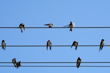 Barn swallows, Zagyvarekas, Hungary