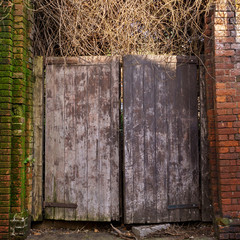 An old wooden closed gate leading to an old neglected garden