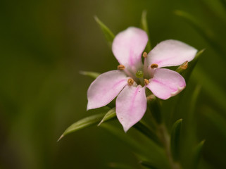 Tiny Disosma Flower in macro
