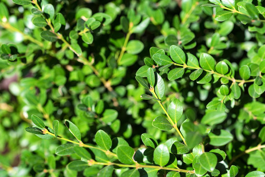 Close up green buxus leaves