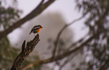 Scarlet Robin sitting in a tree