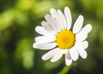 Obraz premium Chamomile or Matricaria closeup, macro