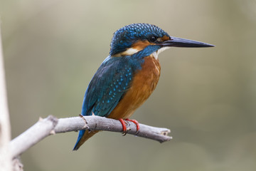 The common kingfisher (Alcedo atthis) also known as the Eurasian kingfisher is a small kingfisher. It is resident in much of its range, but migrates from areas where rivers freeze in winter.
