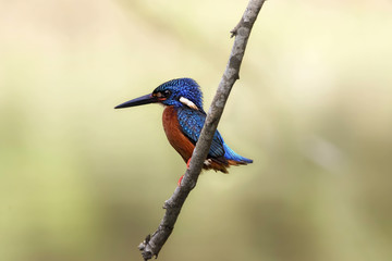 The blue-eared kingfisher (Alcedo meninting) is found in Asia, ranging across the Indian subcontinent and Southeast Asia. It is found mainly in dense shaded forests where it hunts in small streams.