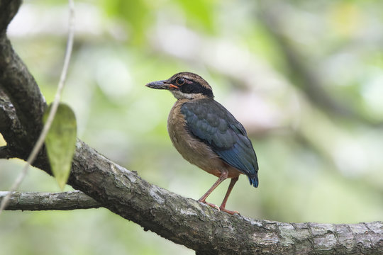 The mangrove pitta (Pitta megarhyncha) is a species of passerine bird in the Pittidae family native to the eastern Indian Subcontinent and western Southeast Asia.