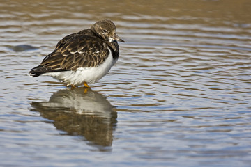 Turnstone