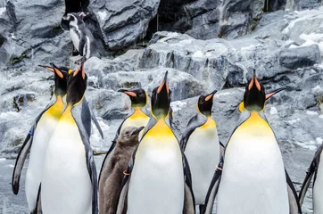 Papier Peint photo autocollant Pingouin Situé à l& 39 extrême nord du Japon, le zoo d& 39 Asahiyama abrite 700 animaux de 124 espèces différentes. Le zoo situé à Asahikawa City a également été l& 39 un des premiers à organiser des promenades de pingouins en hiver.