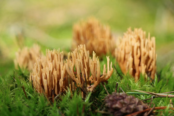 Mushroom Ramaria flava growing