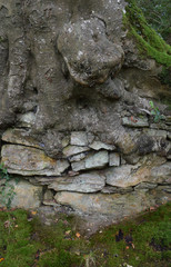 The Giant's Hedge Looe Cornwall