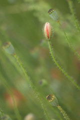 Bud and green poppy head, Opium poppy, blossom Papaver rhoeas