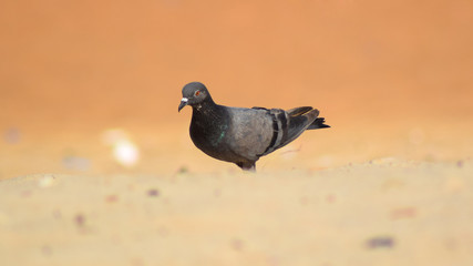 Pigeon