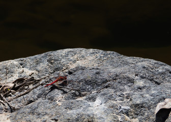 Red dragonfly perched on a gray rock