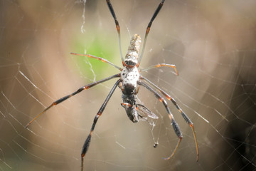 Spider in his web