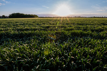 Fototapeta na wymiar Sunset over a field