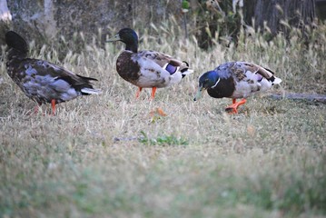 Canards