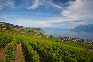 Fototapeta na wymiar Vineyards of the Lavaux region,Switzerland