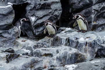 Located in the very north of Japan, Asahiyama Zoo is home to 700 animals of 124 different species. The zoo located at Asahikawa City was also one of the first to organize penguin walks in winter.