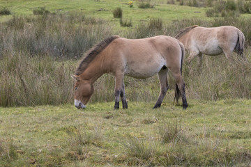 przewalski horse, Equus ferus przewalskii