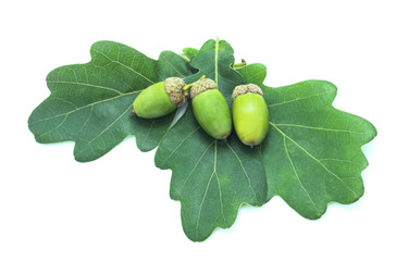 Green acorns.