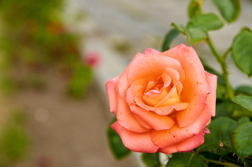 Beautiful orange rose isolated bloom on blurred nature background in the garden close up with copy space on the left side