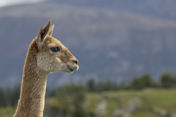 vicuna, Vicugna vicugna