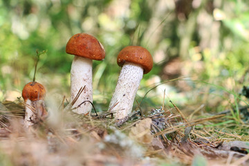 small orange-cap boletus close-up