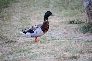 Canard