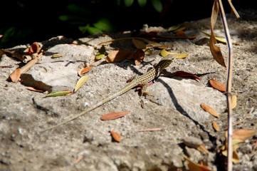 Lizard