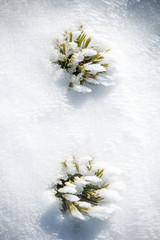 Spruces on the snow