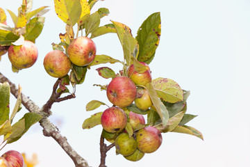 Apple tree with red apples.