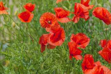 Floral background. Red poppies in green grass on a blurry background of lush meadow