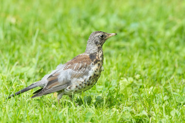Thrush grasslander on the grass