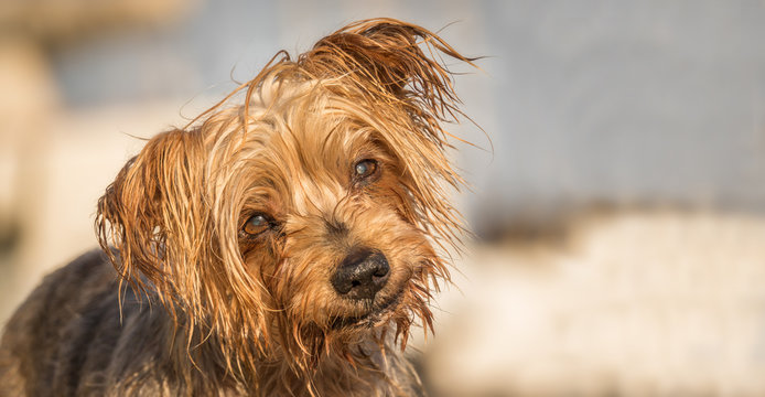 Funny dog with curiosity expression. Copy space, blurred background. Doggy hairy ear, nose and snout, Yorkshire Terrier brown. Hey what's up, curiosity expression