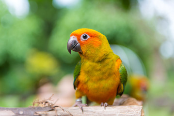 Lovebird or Parrot standing on tree in park, Agapornis fischeri (Fischer's Lovebird)