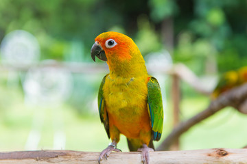 Lovebird or Parrot standing on tree in park, Agapornis fischeri (Fischer's Lovebird)