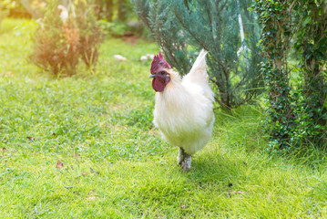 White hen on green grass in the garden