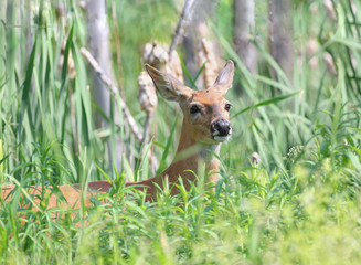 cerf dans les plantes