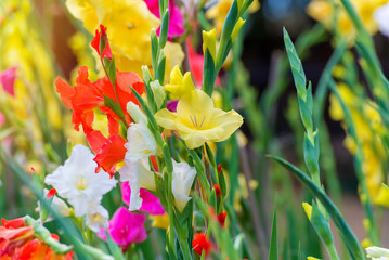 Bunch of colorful Gladiolus flowers in beautiful garden