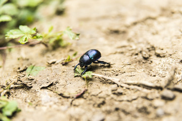 blue beetle on the ground - close up