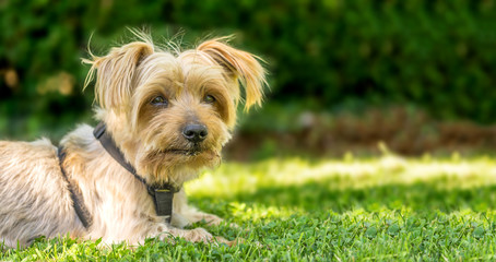 Naklejka na ściany i meble Dog resting in the grass of a park. Copy space, blurred green background. Doggy hairy ear, nose and snout, Yorkshire Terrier brown. Hey what's up, curiosity expression