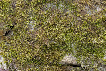 Moss growing on a stone wall.
