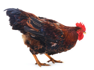 Red cock.
