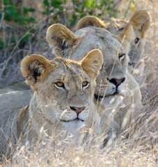 Lion in National park of Kenya