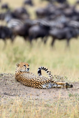 Wild african cheetah