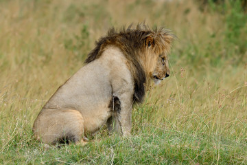 Lion in National park of Kenya